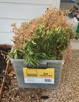 IMG_2163.jpeg