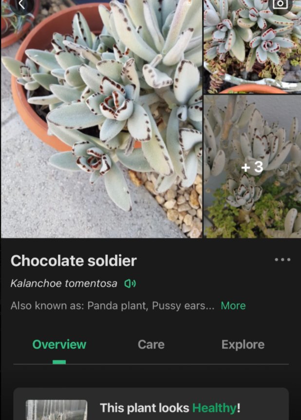 Screenshot 2025-04-16 155914.png