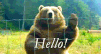 bearwave.gif