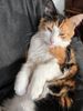 Lil' Miss Dainty Paws