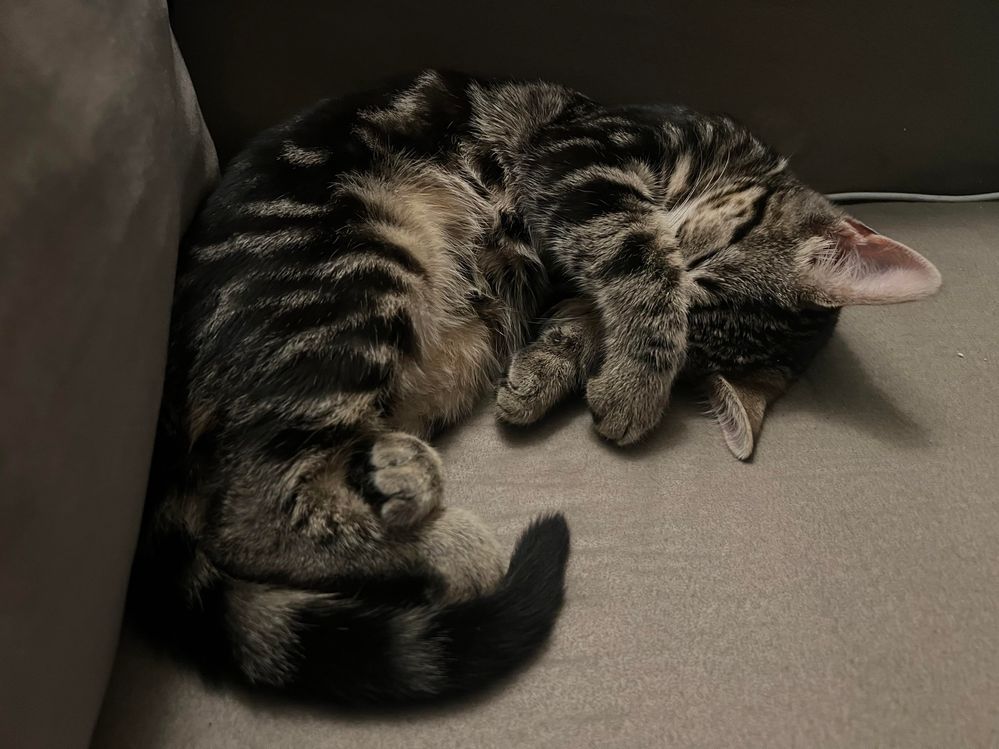 Little Razz