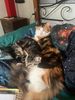 Razz n Trixie snoozing